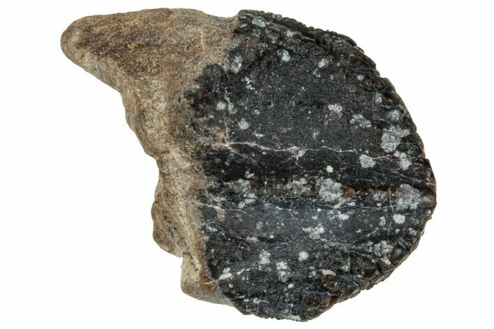 Unworn Fossil Dinosaur (Triceratops) Tooth - Montana #324184